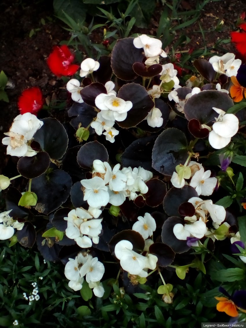 Петербург. Цветочки в Парадном (фото 5)