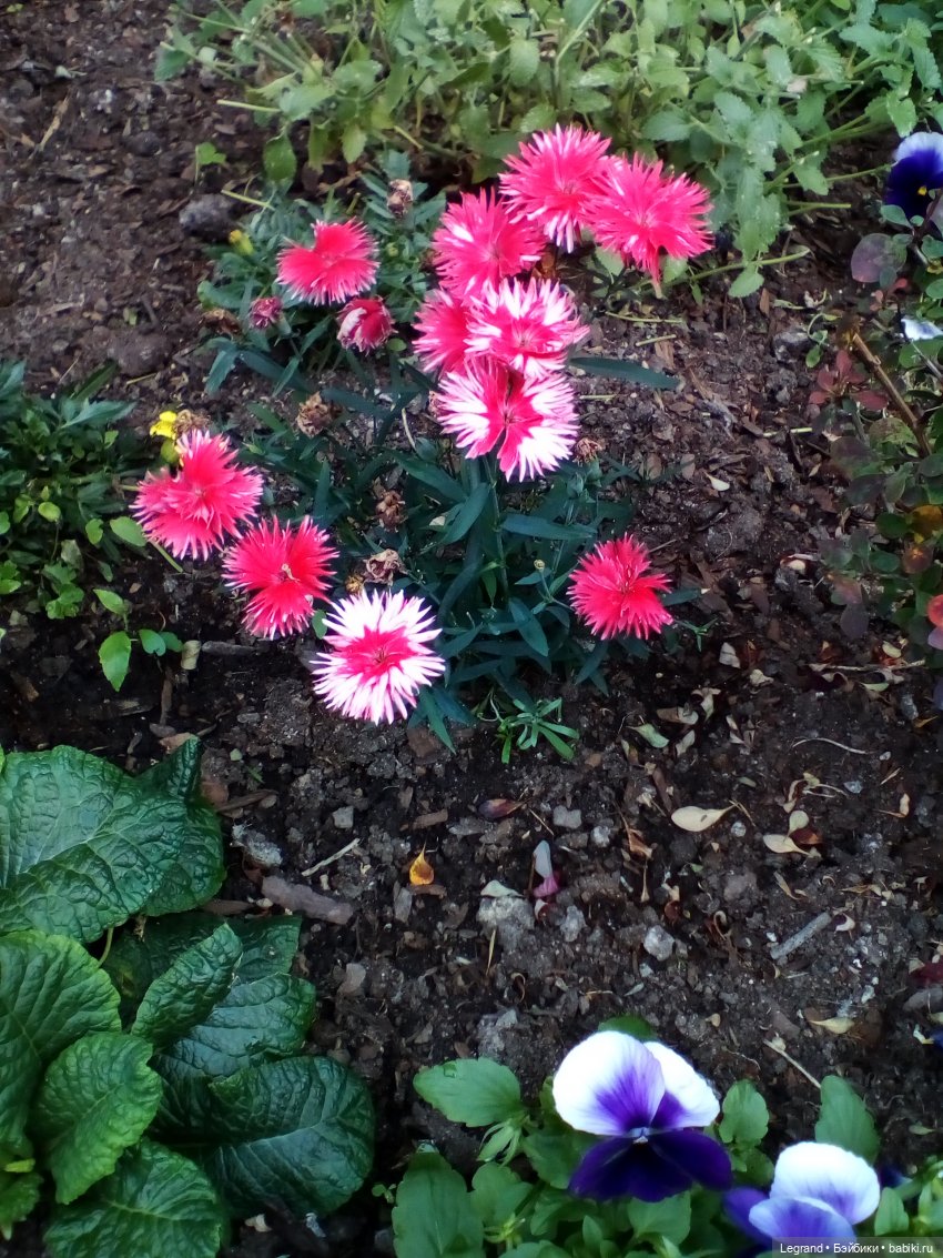 Петербург. Цветочки в Парадном (фото 2)