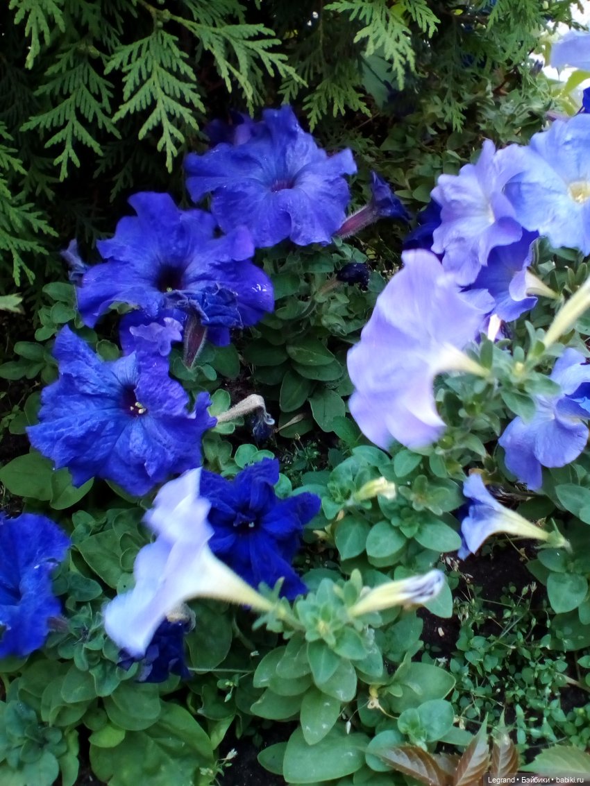 Петербург. Цветочки в Парадном (фото 8)