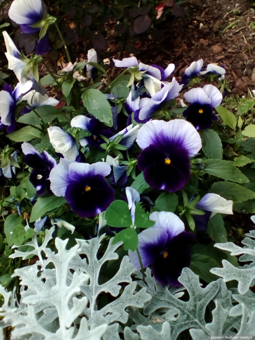 Петербург. Цветочки в Парадном