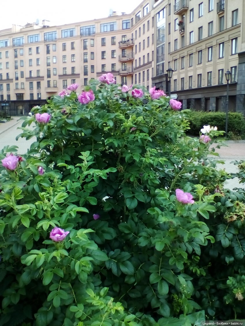 Петербург. Цветочки в Парадном