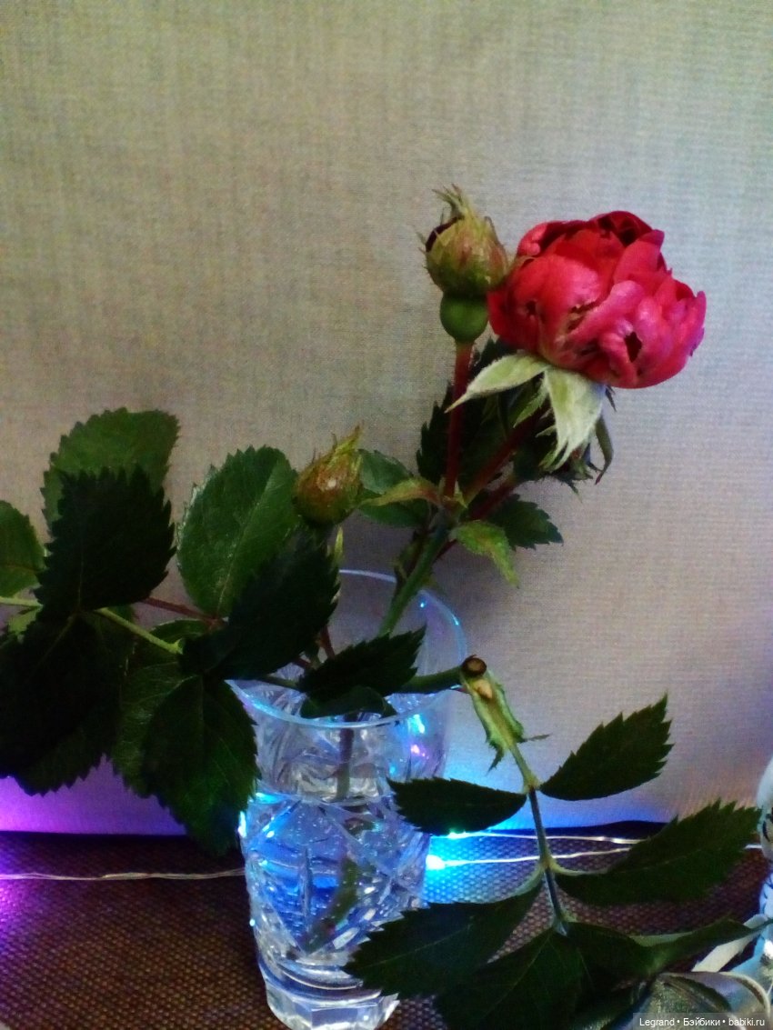 Они сами пишут свои истории: вечеринка для Элли. Часть вторая