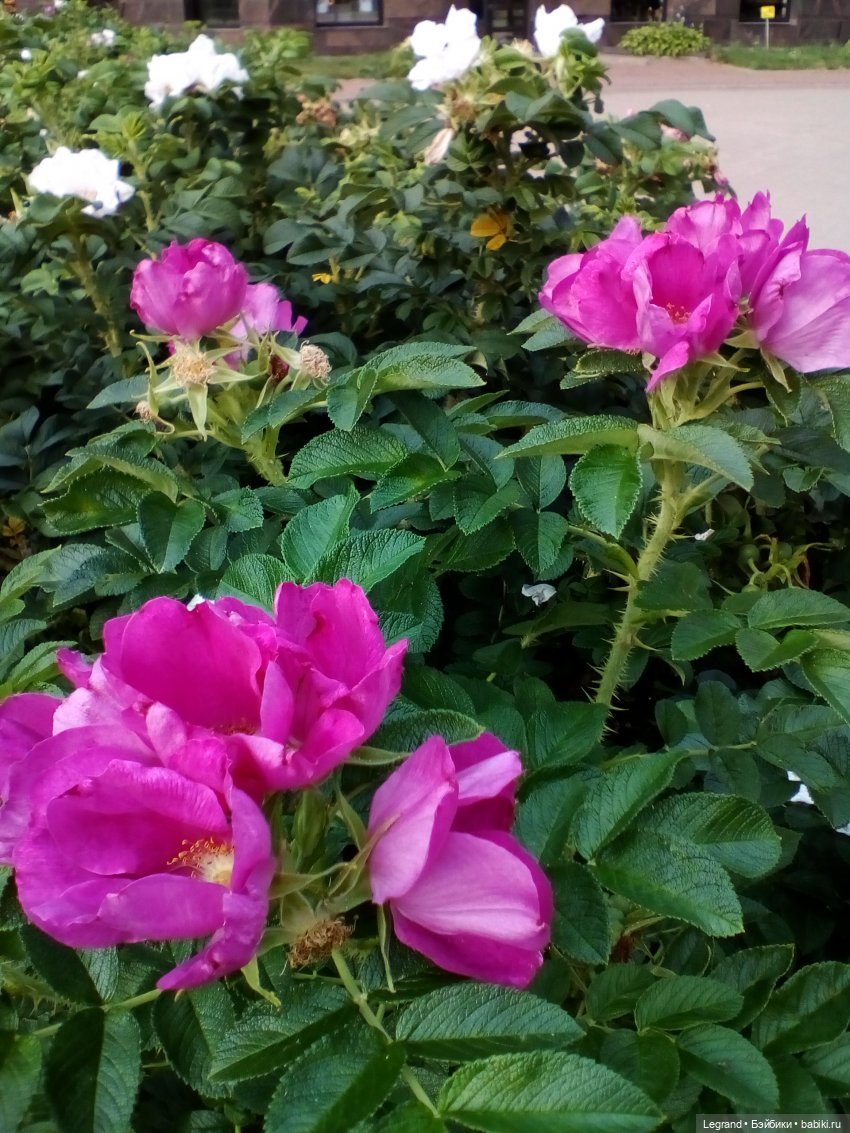 Петербург. Цветочки в Парадном