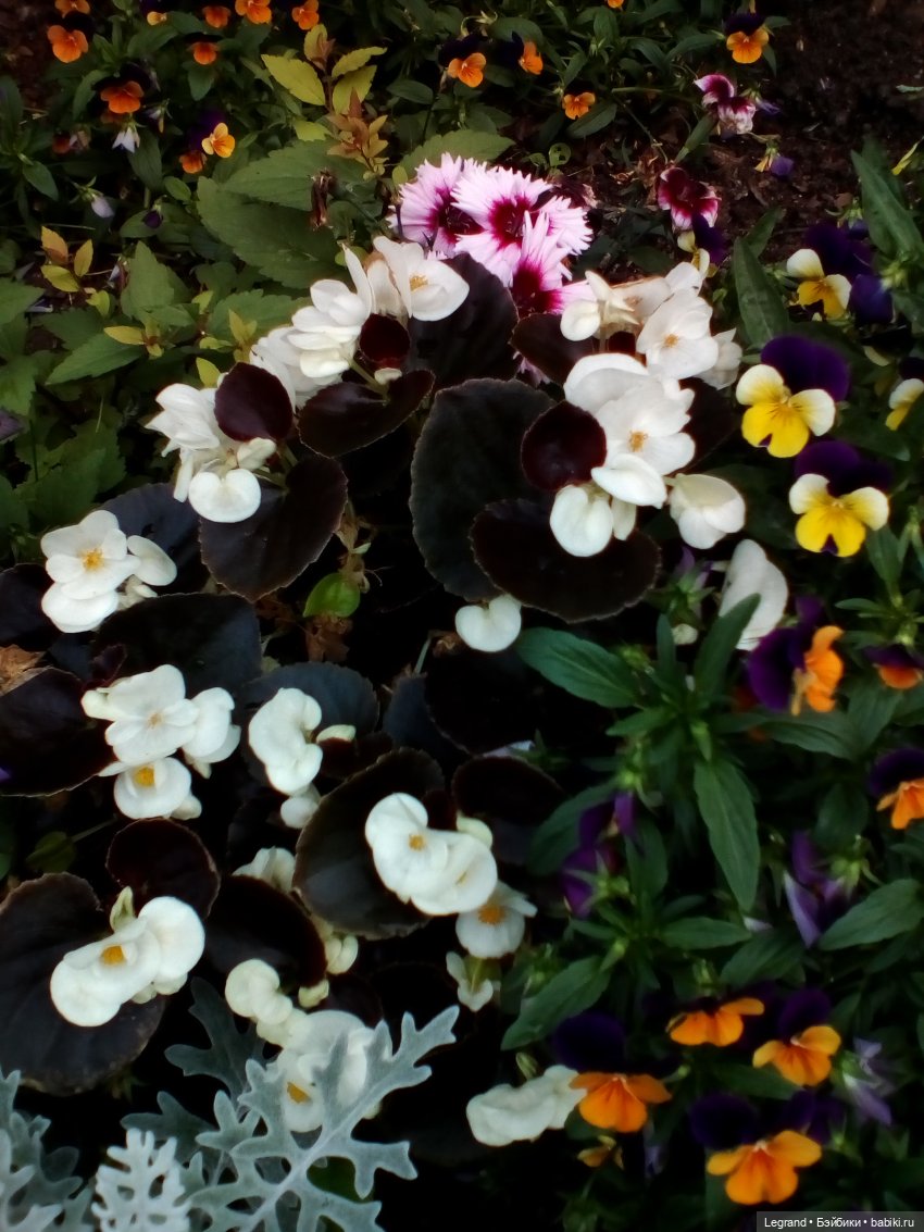 Петербург. Цветочки в Парадном (фото 4)