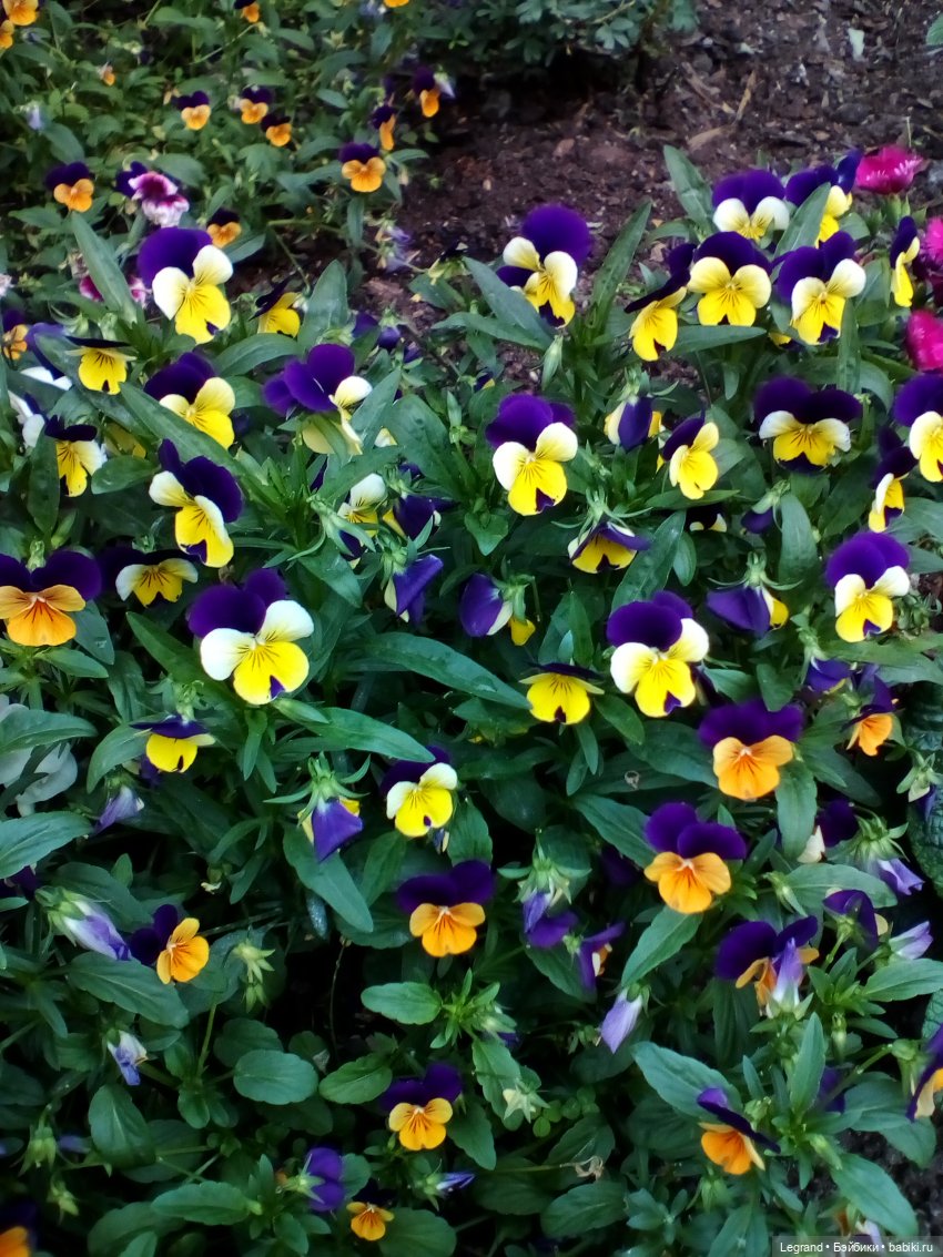 Петербург. Цветочки в Парадном (фото 3)