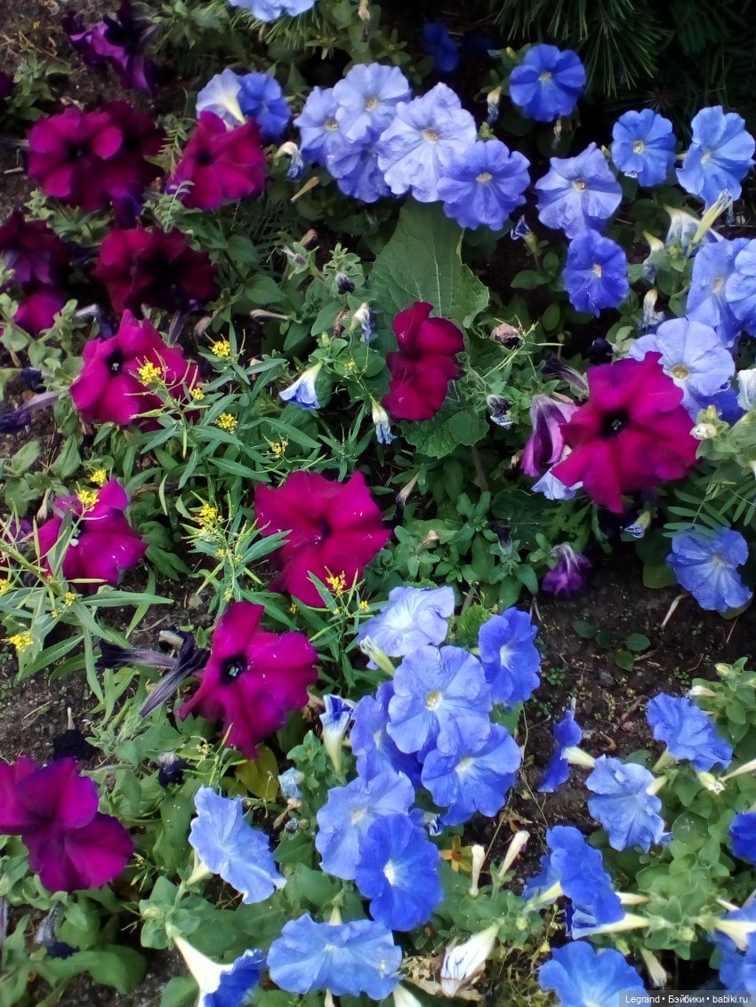 Петербург. Цветочки в Парадном