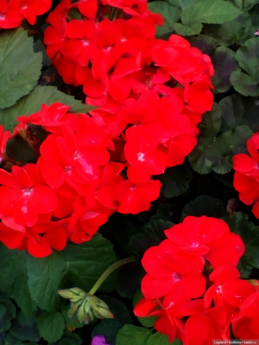 Петербург. Цветочки в Парадном (фото 7)