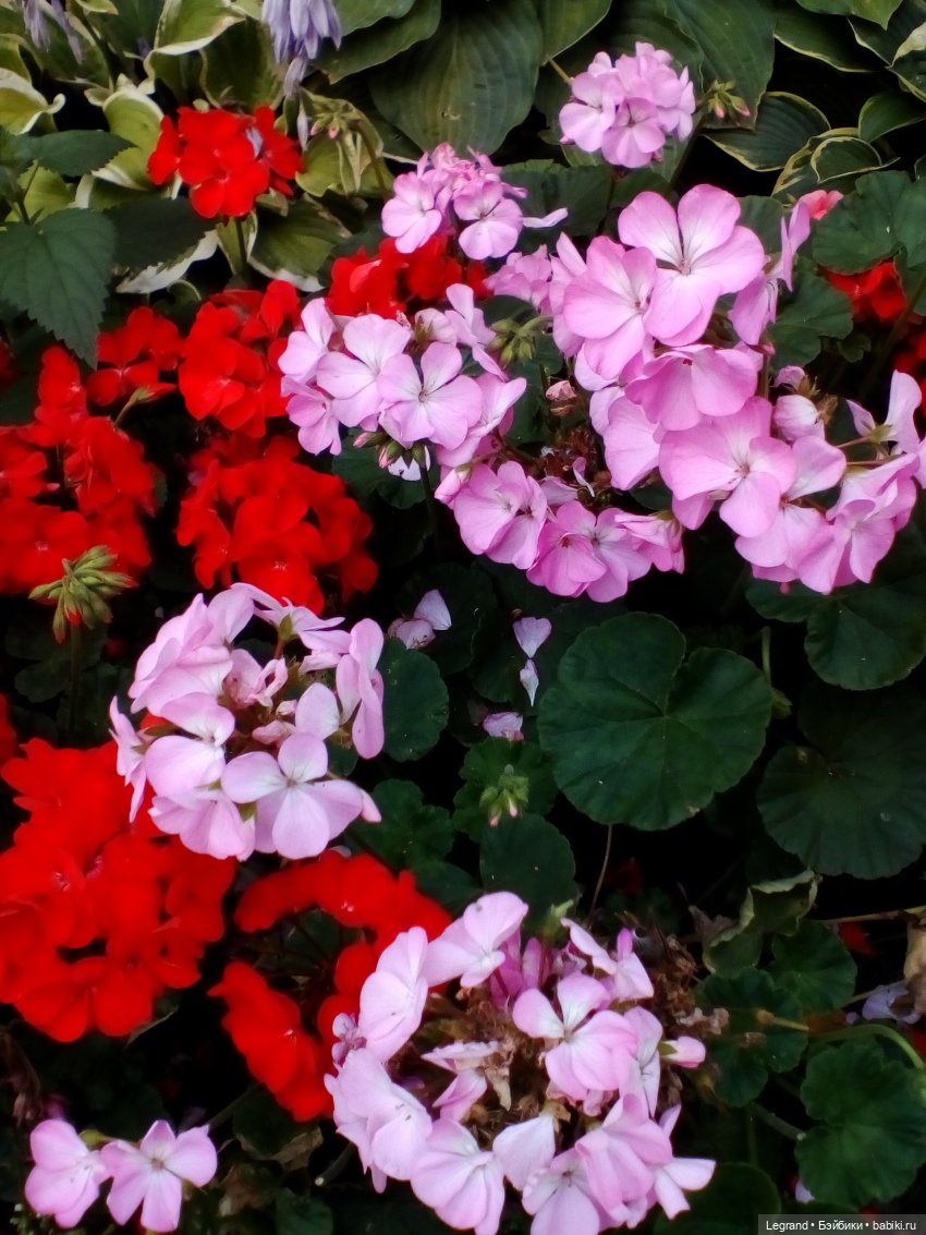 Петербург. Цветочки в Парадном (фото 10)