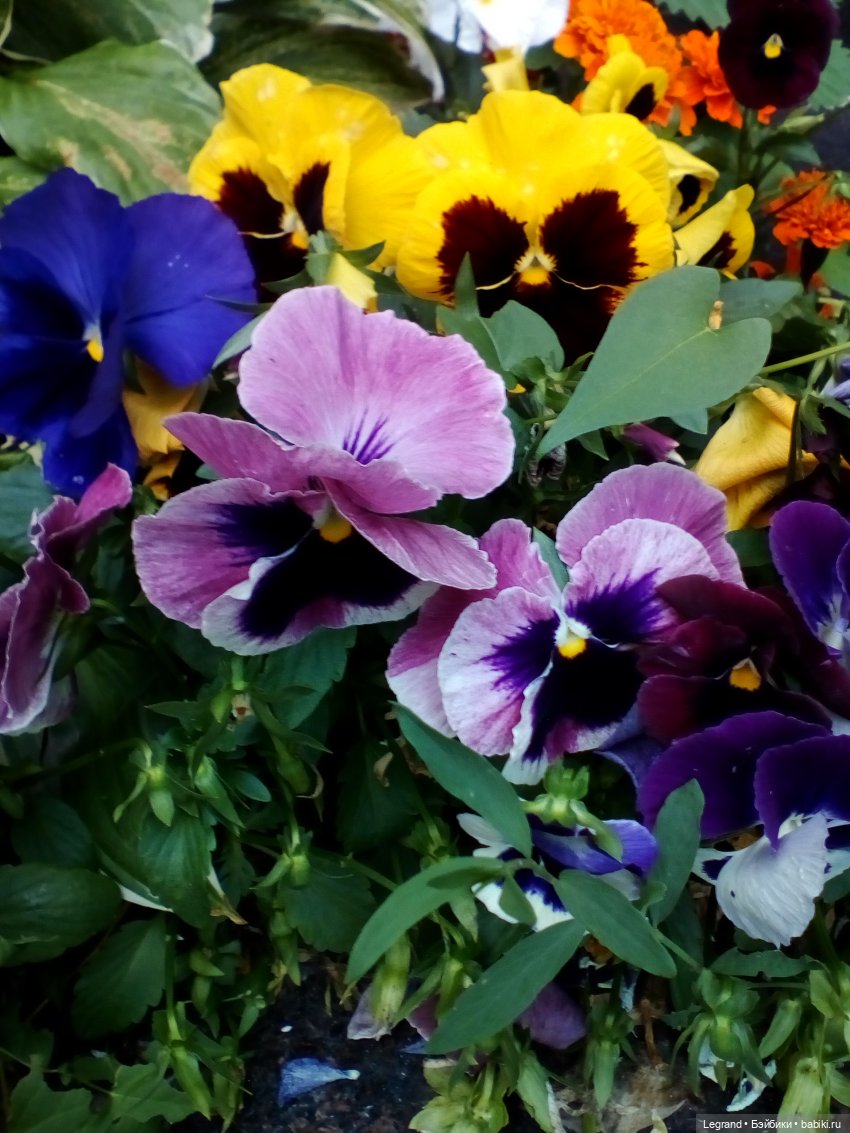 Петербург. Цветочки в Парадном