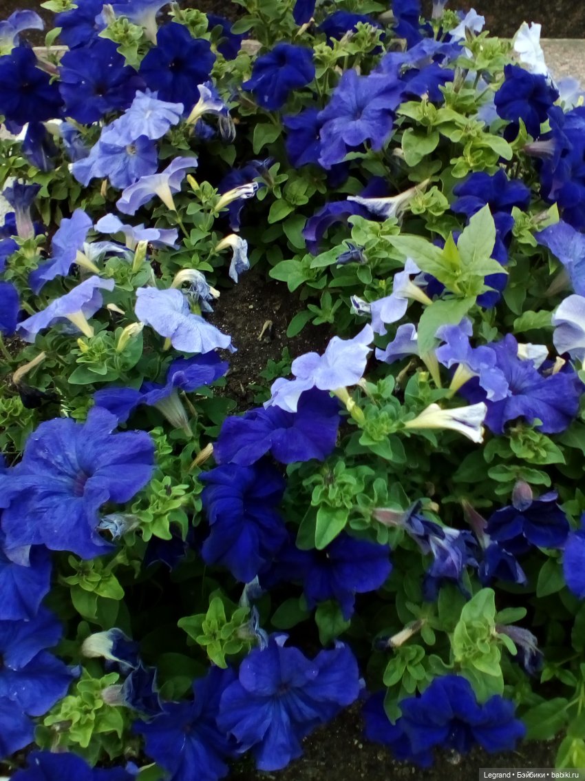 Петербург. Цветочки в Парадном