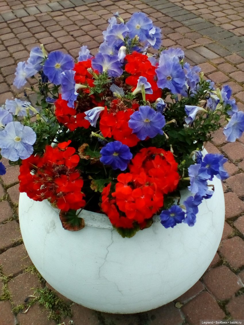 Петербург. Цветочки в Парадном