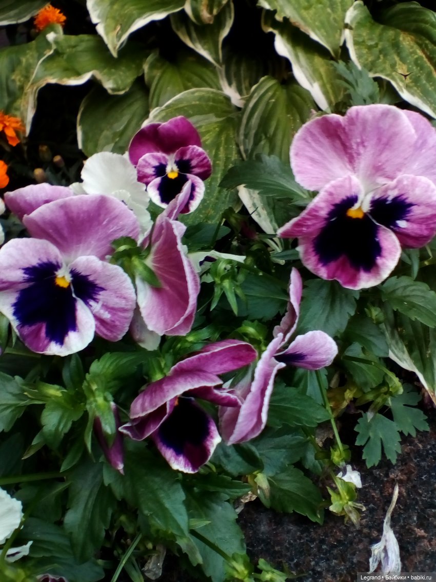 Петербург. Цветочки в Парадном