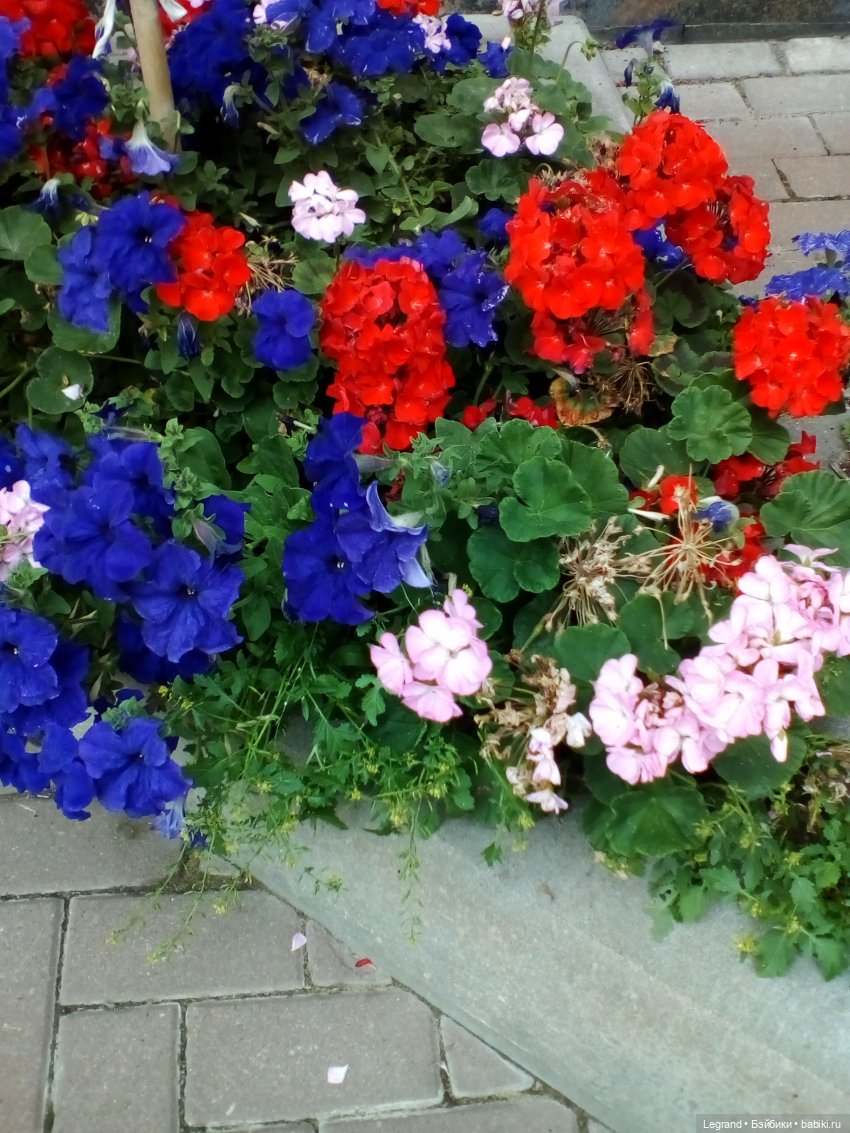 Петербург. Цветочки в Парадном