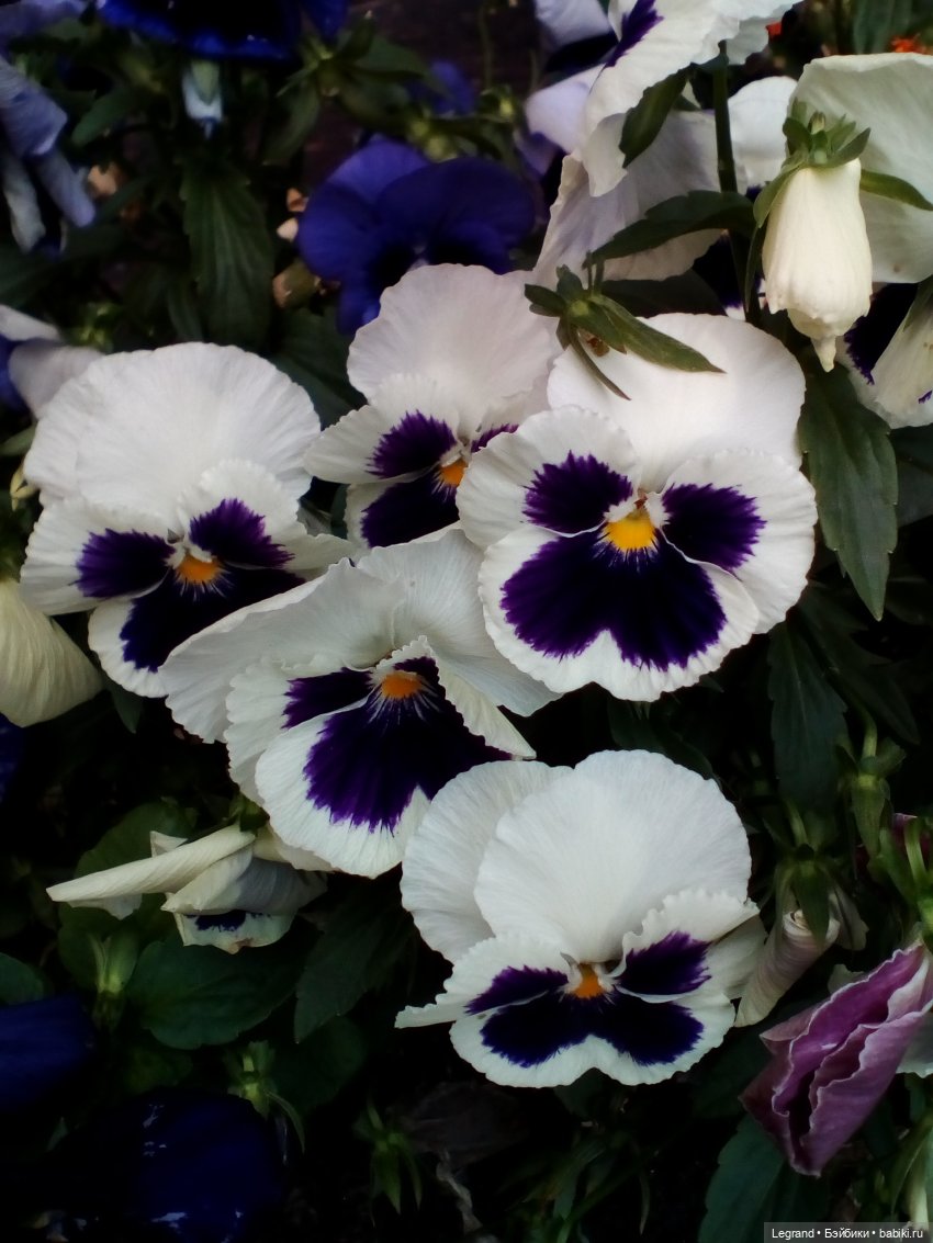 Петербург. Цветочки в Парадном