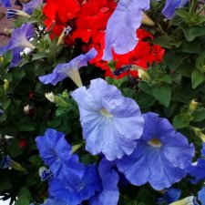 Петербург. Цветочки в Парадном