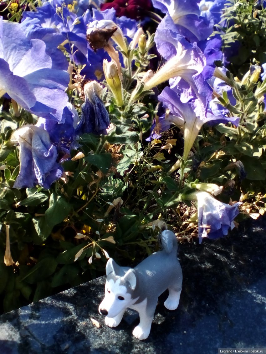 Петербург. Милош в Таврическом саду (фото 3)