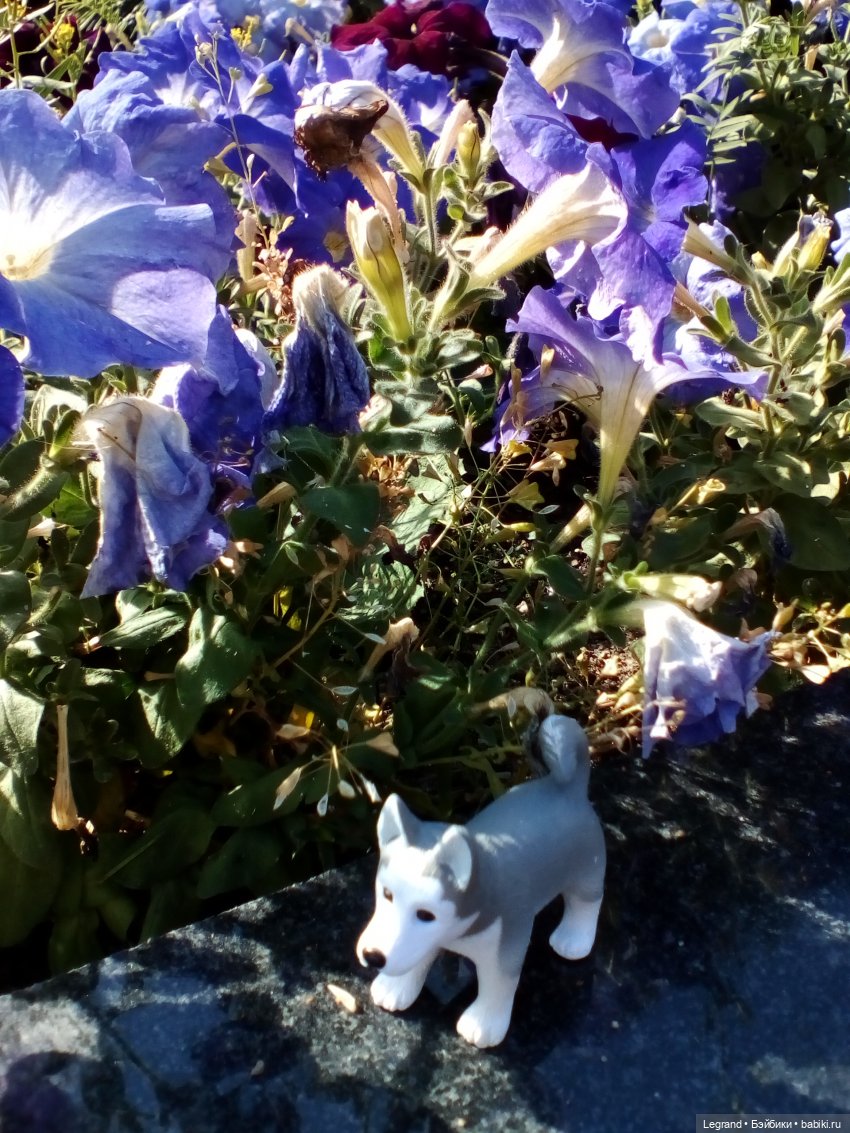 Петербург. Милош в Таврическом саду (фото 2)