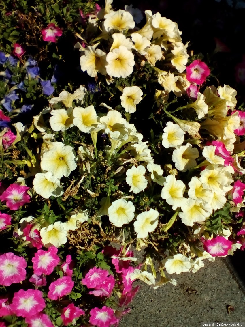 Петербург. Милош в Таврическом саду