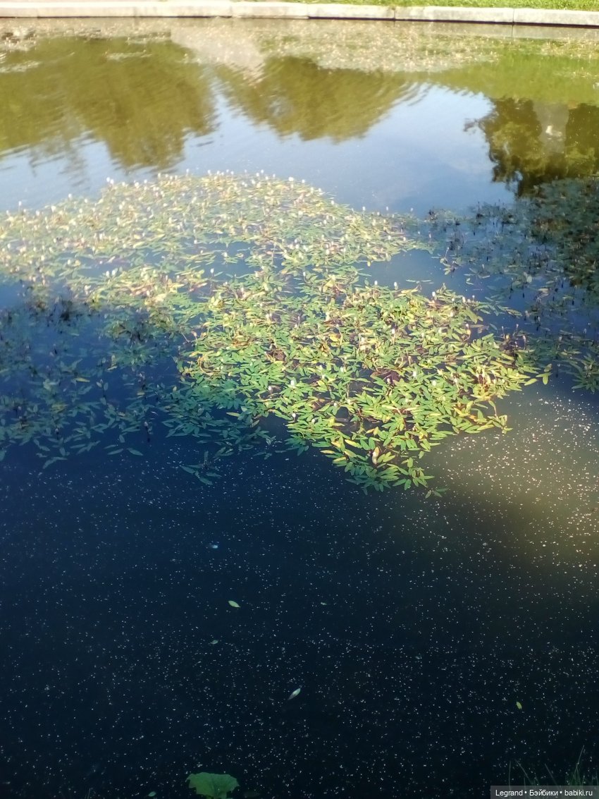 Петербург. Милош в Таврическом саду (фото 6)