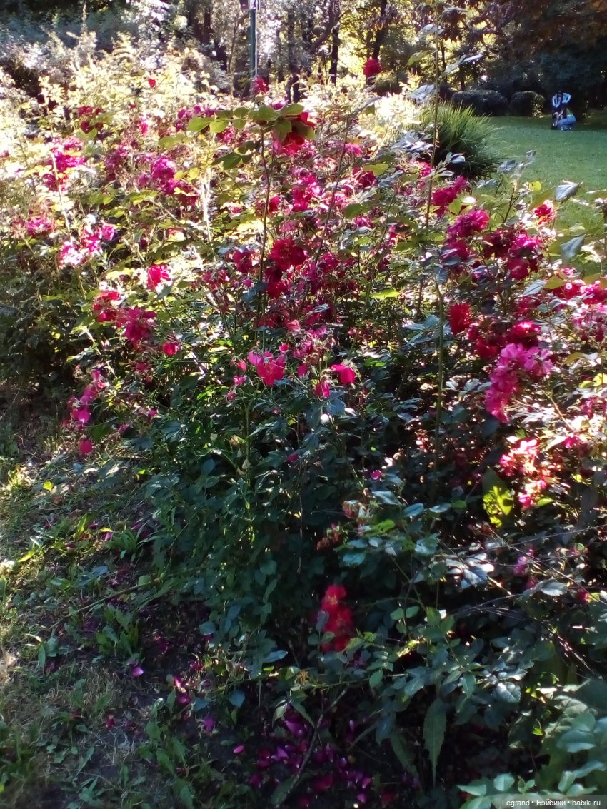 Петербург. Милош в Таврическом саду