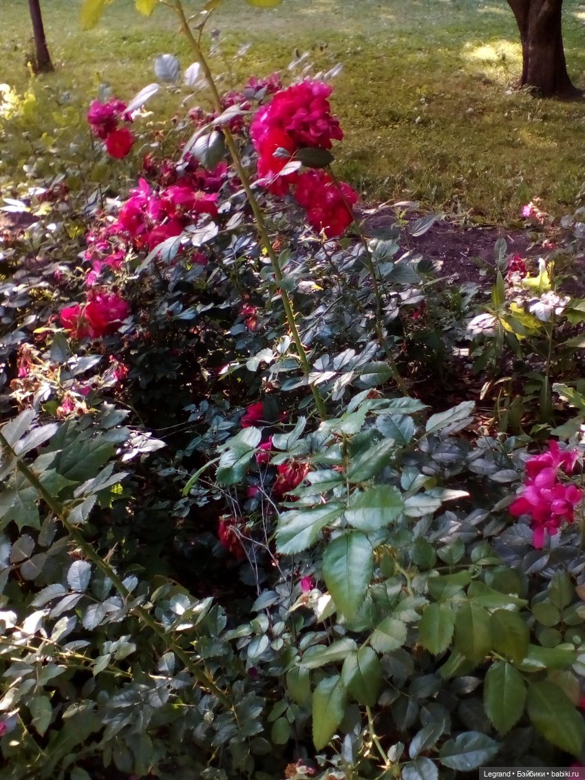 Петербург. Милош в Таврическом саду