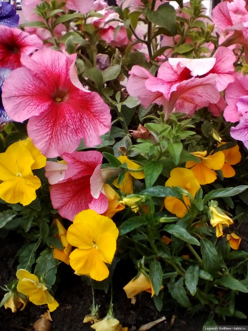 Петербург. Милош в Таврическом саду