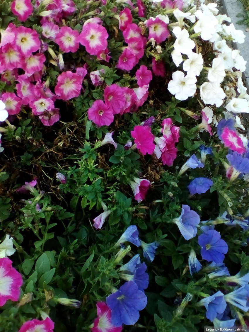 Петербург. Милош в Таврическом саду