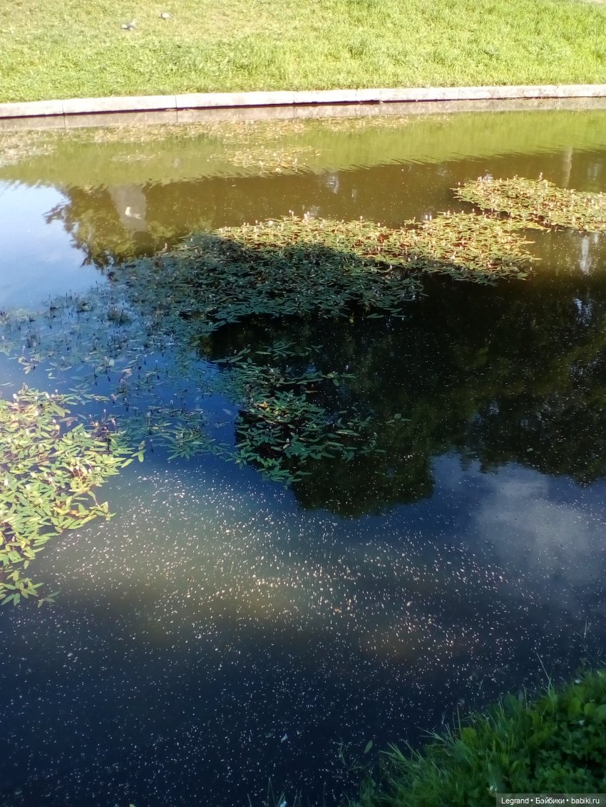 Петербург. Милош в Таврическом саду (фото 5)