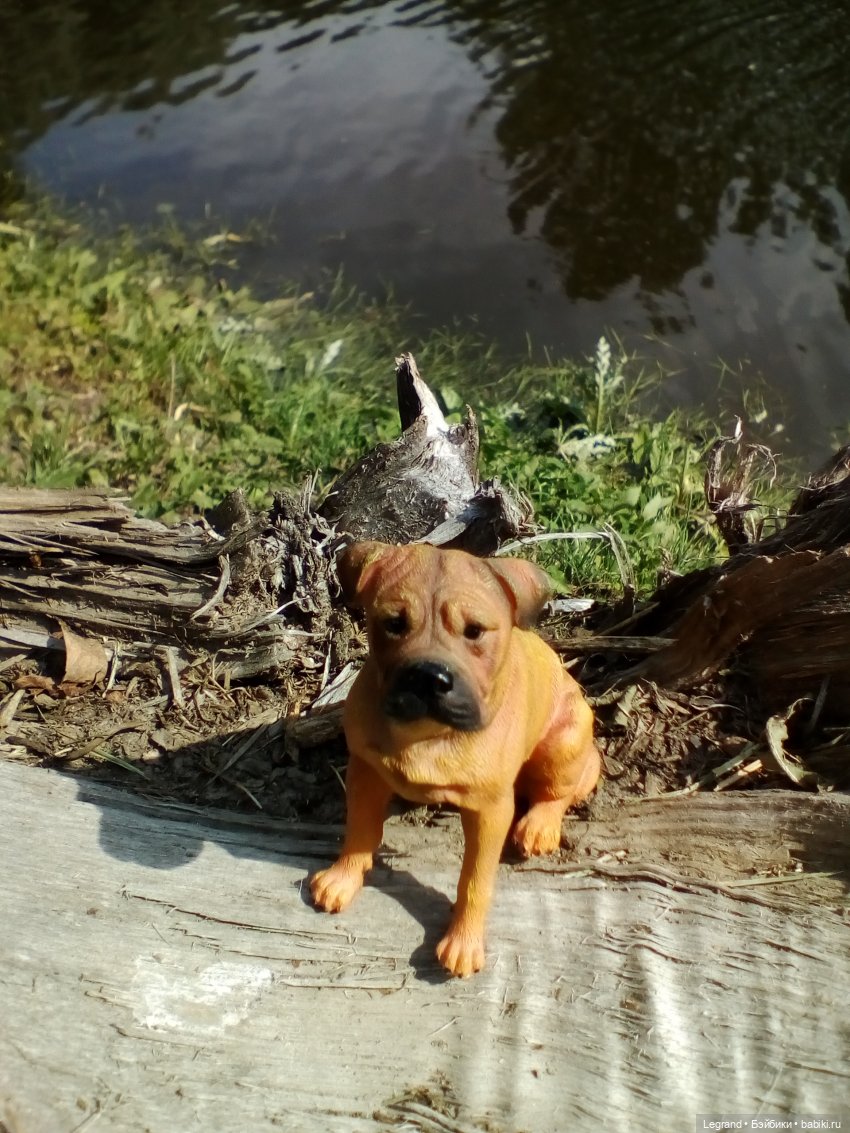 Петербург. Коди и Норд в Таврическом саду (фото 5)