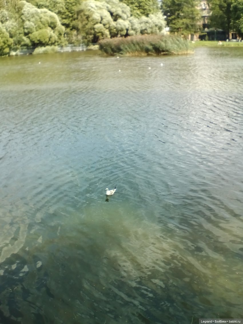Петербург. Коди и Норд в Таврическом саду