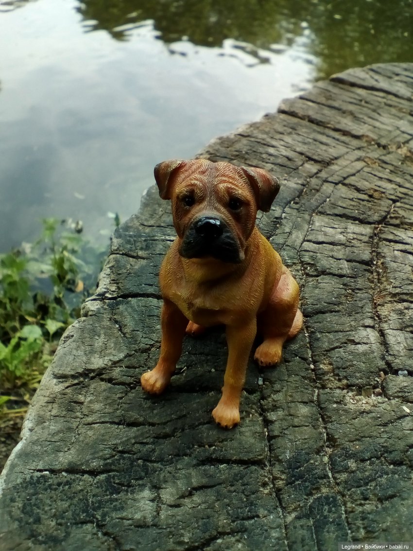 Петербург. Коди и Норд в Таврическом саду