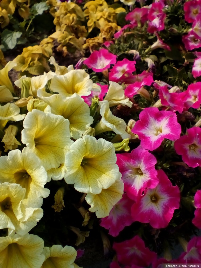 Петербург. Нева. Норд на набережной (фото 8)