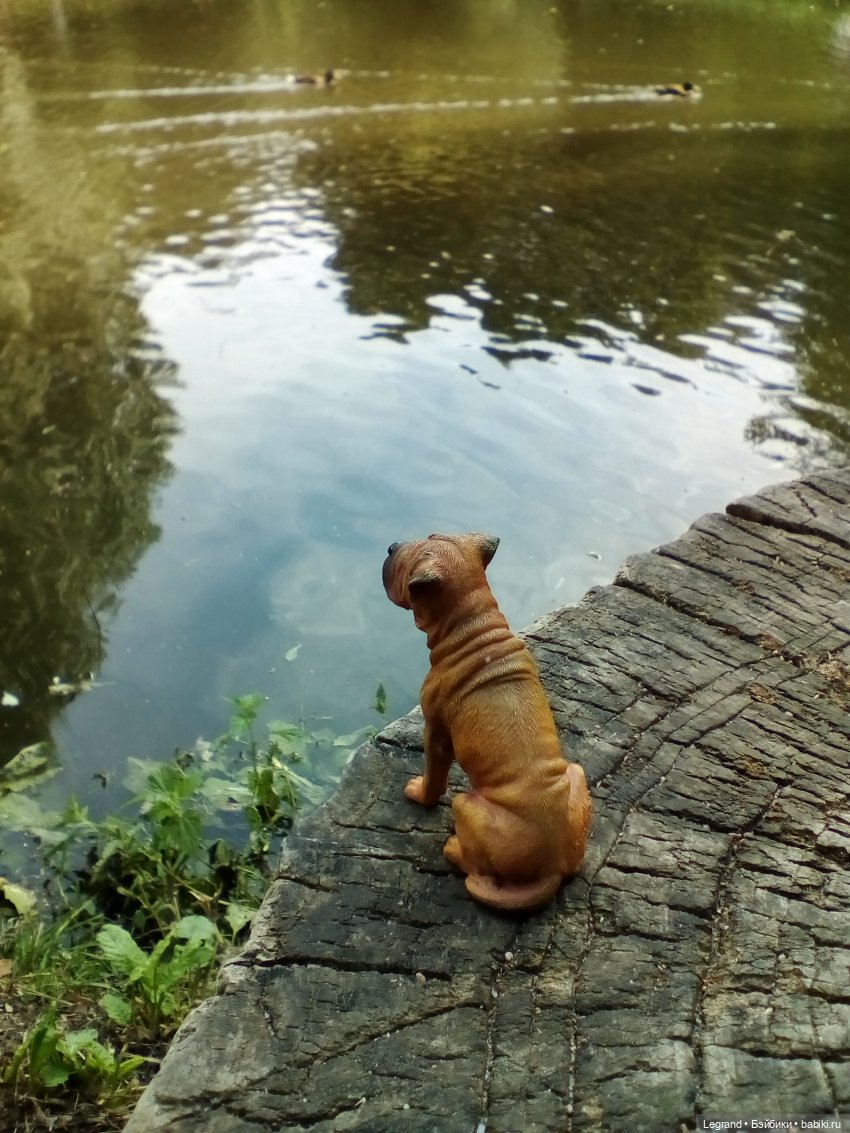 Петербург. Коди и Норд в Таврическом саду (фото 10)