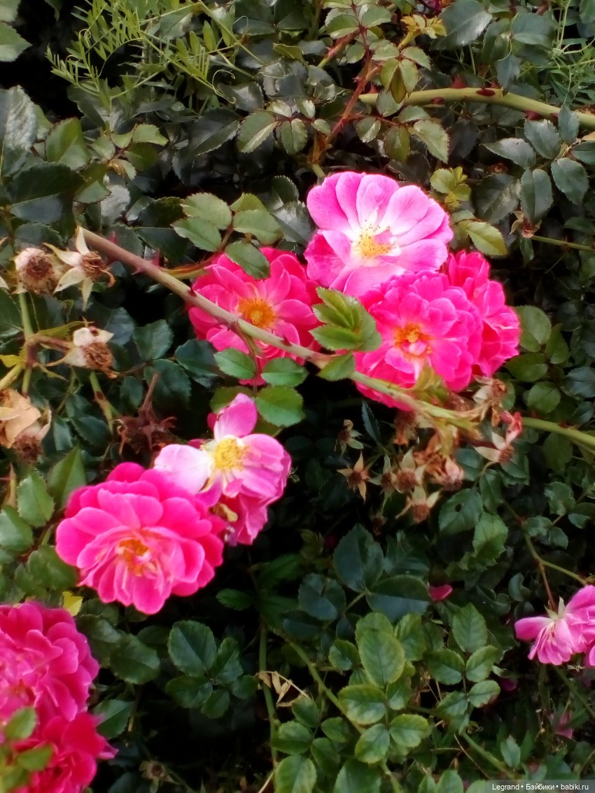 Петербург. Нева. Норд на набережной