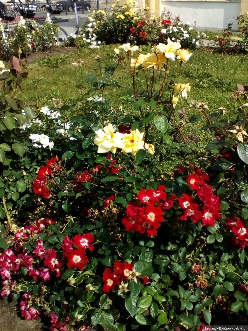 Петербург. Нева. Норд на набережной