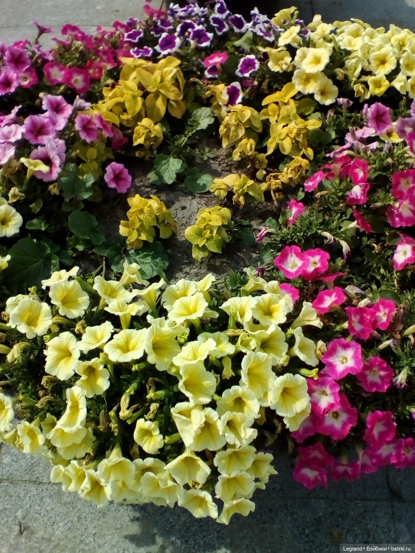 Петербург. Нева. Норд на набережной (фото 7)