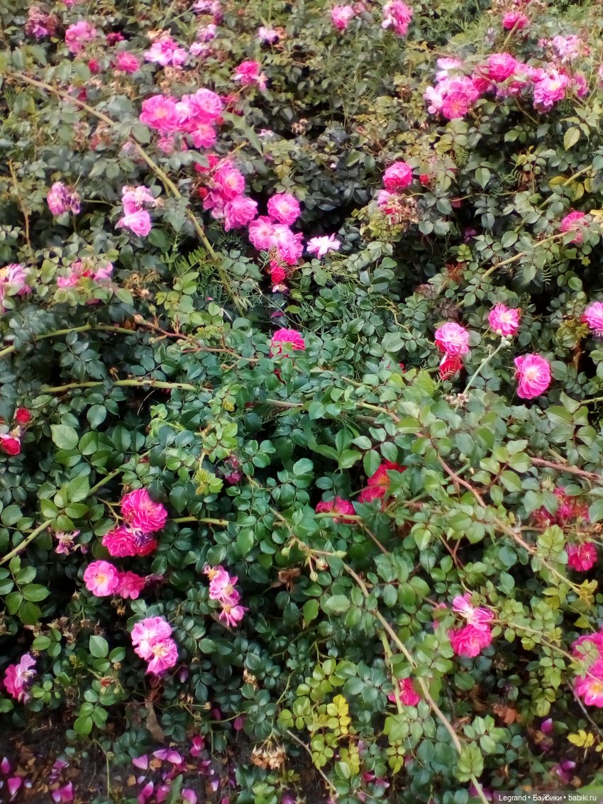 Петербург. Нева. Норд на набережной