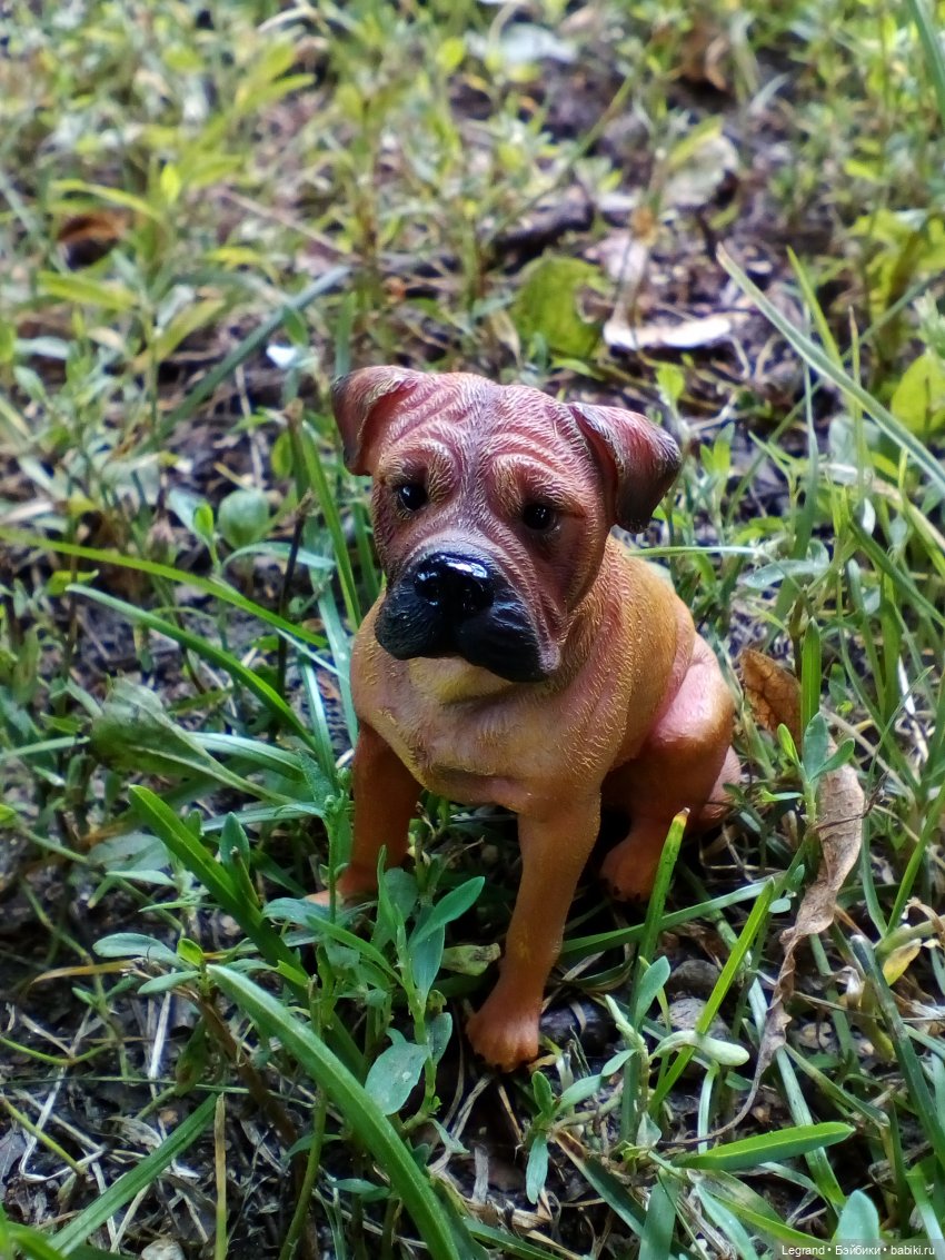 Петербург. Коди и Норд в Таврическом саду