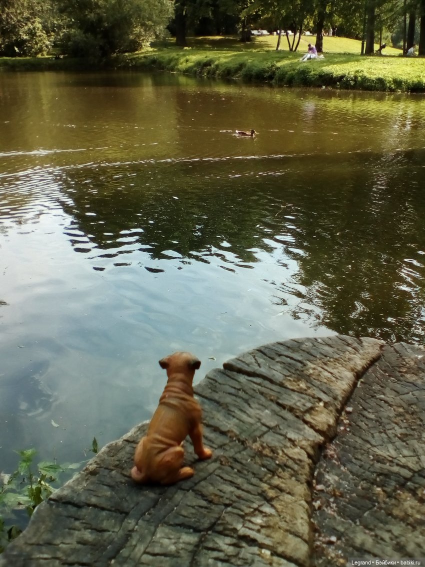 Петербург. Коди и Норд в Таврическом саду
