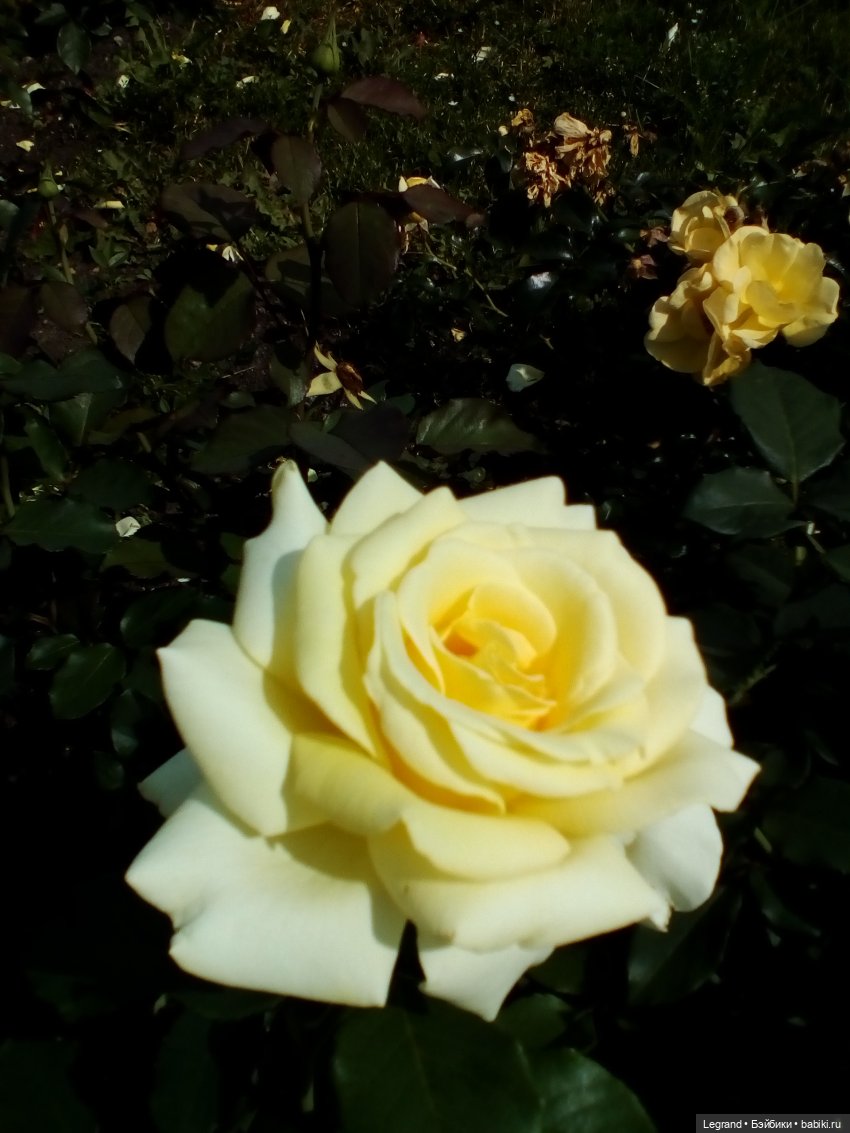 Петербург. Нева. Норд на набережной