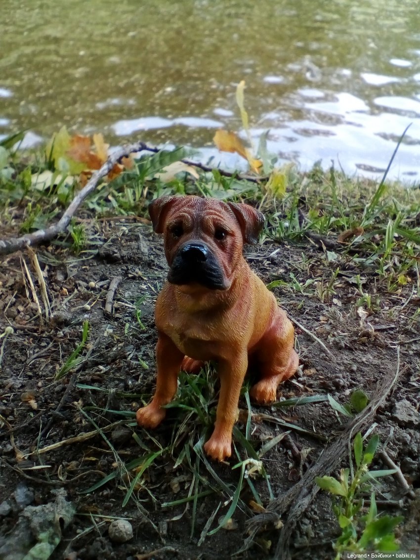 Петербург. Коди и Норд в Таврическом саду