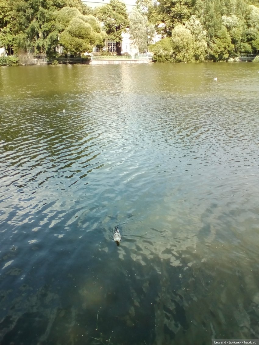 Петербург. Коди и Норд в Таврическом саду