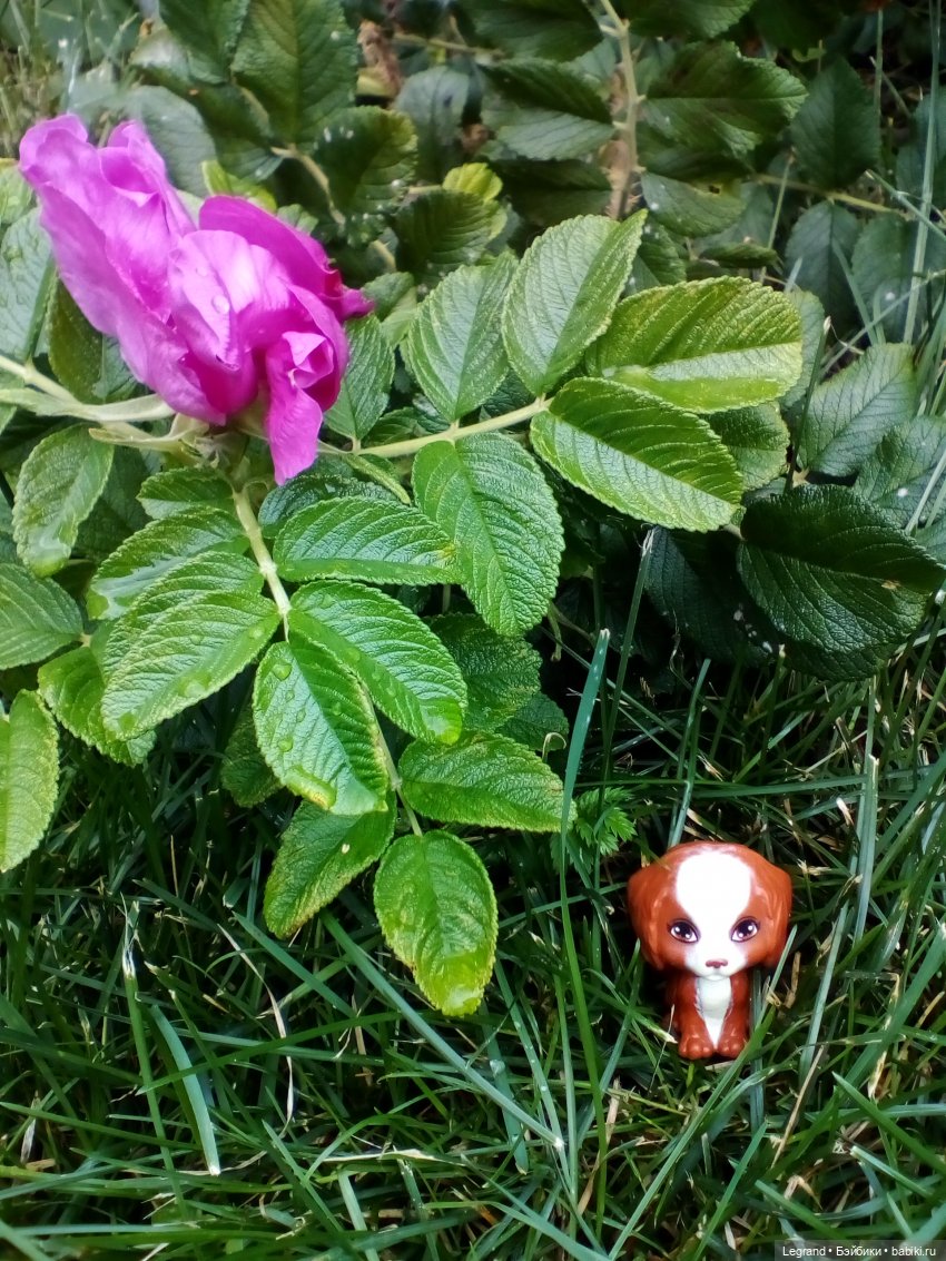 Петербург. Жу-Жу и Мармарис в Парадном квартале. Часть вторая (фото 9)