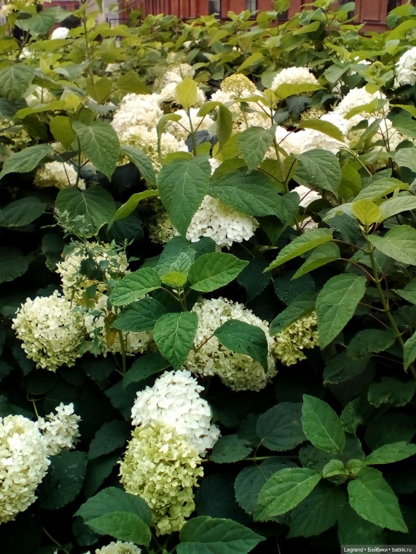 Петербург. Жу-Жу и Мармарис в Парадном квартале. Часть вторая