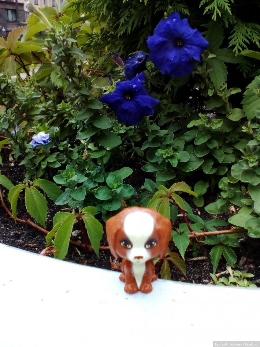 Петербург. Жу-Жу и Мармарис в Парадном квартале. Часть вторая