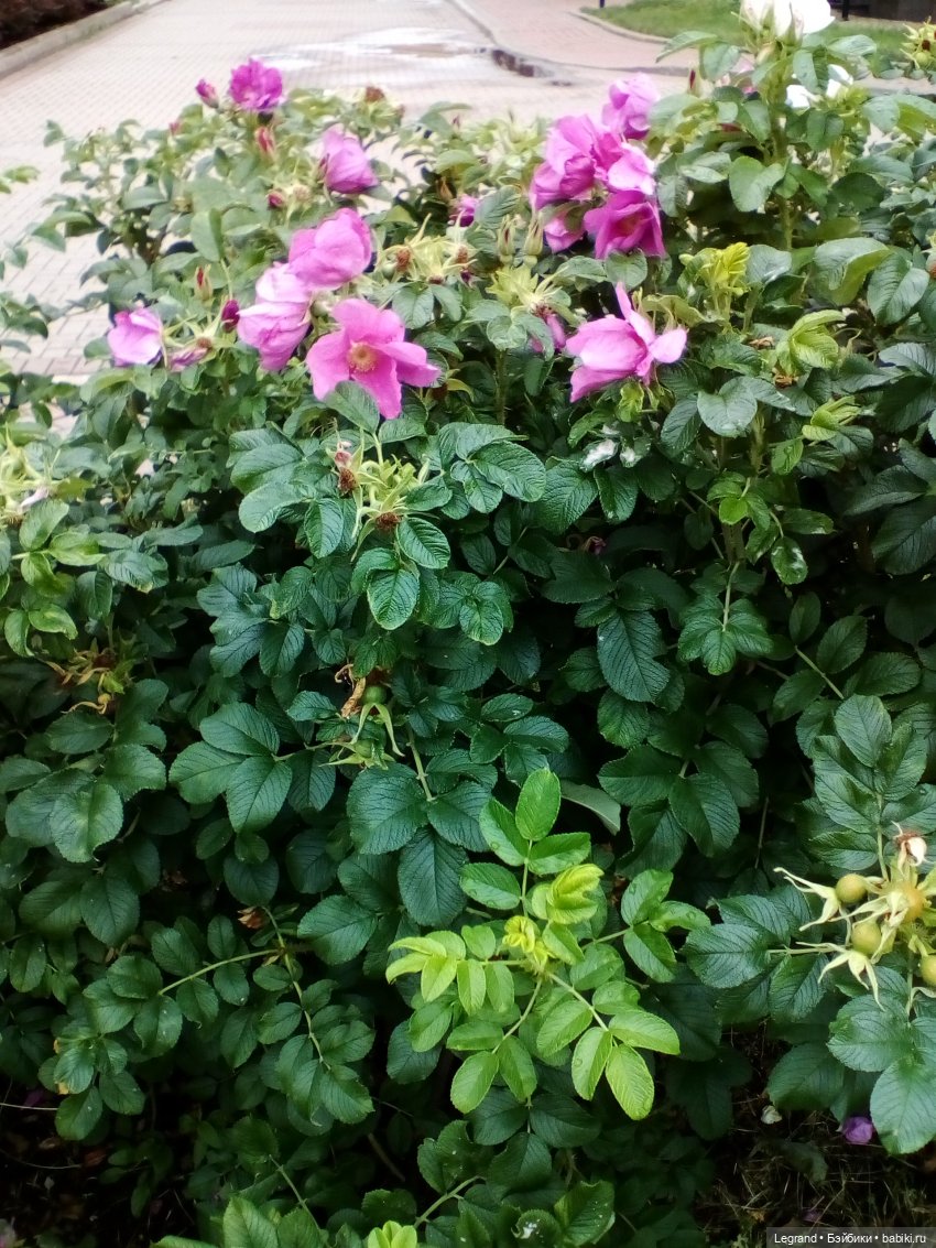 Петербург. Жу-Жу и Мармарис в Парадном квартале. Часть вторая (фото 6)