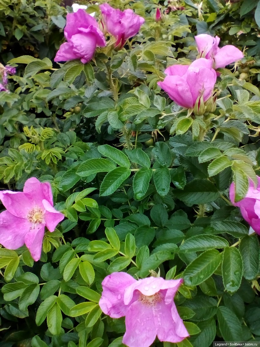 Петербург. Жу-Жу и Мармарис в Парадном квартале. Часть вторая (фото 7)
