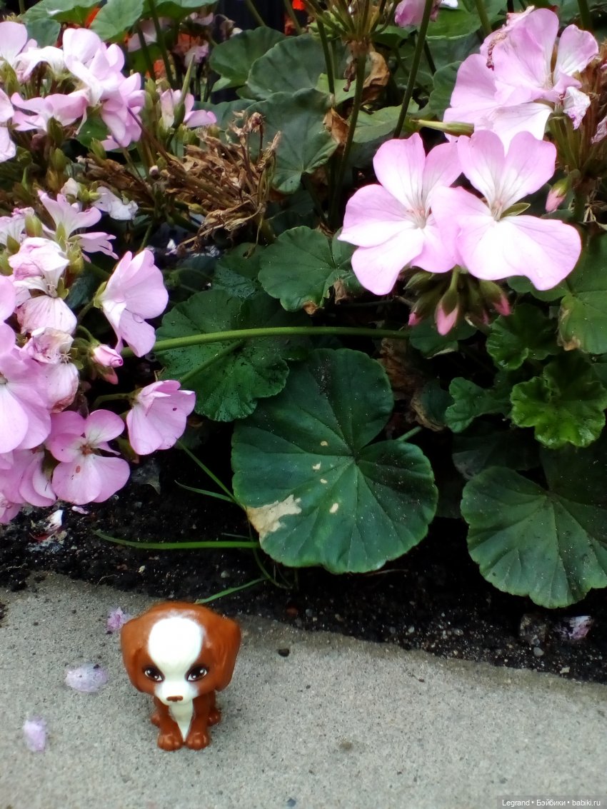 Петербург. Жу-Жу и Мармарис в Парадном квартале. Часть первая