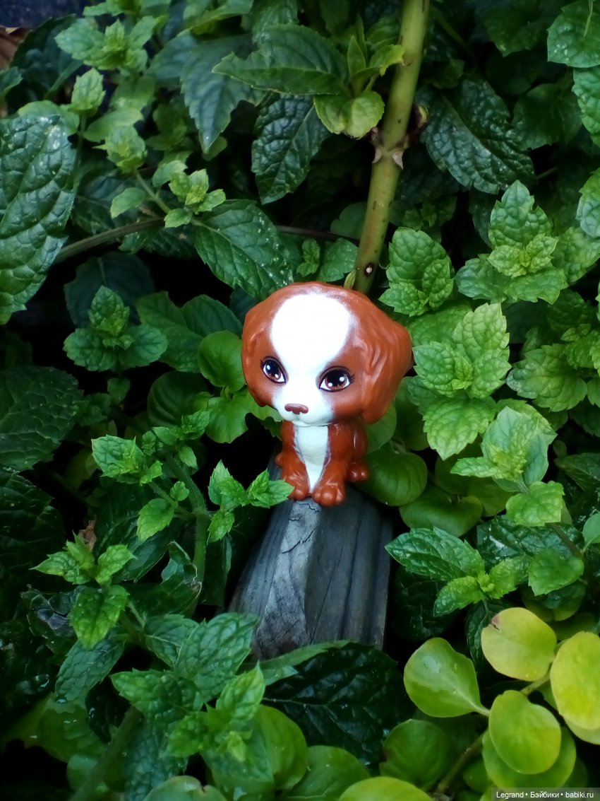 Петербург. Жу-Жу и Мармарис в Парадном квартале. Часть вторая