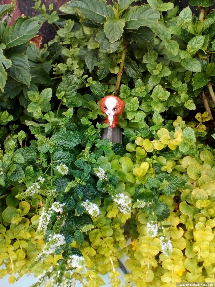 Петербург. Жу-Жу и Мармарис в Парадном квартале. Часть вторая